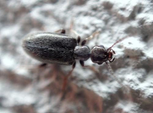 Microhoria sp.